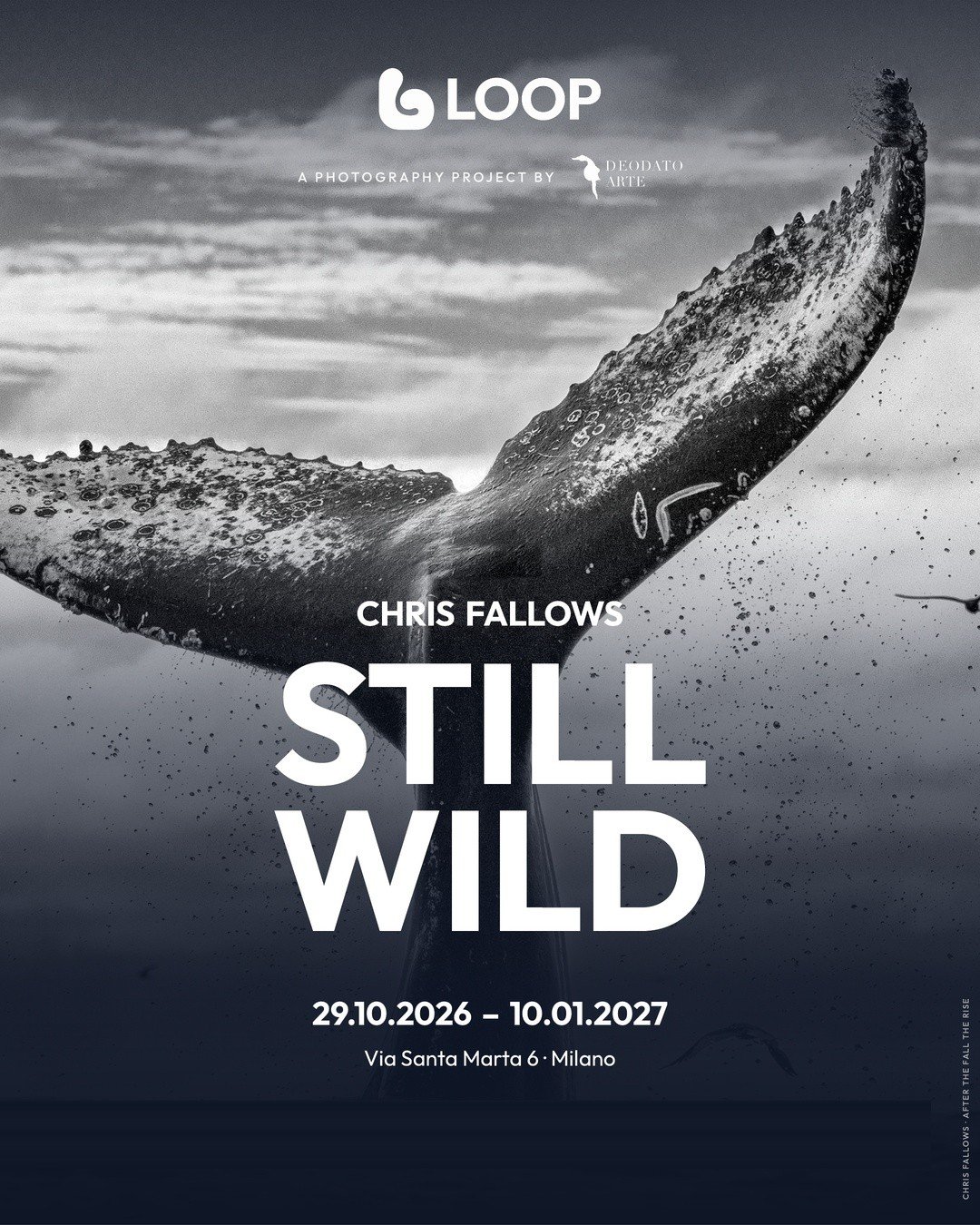 LOOP - Chris Fallows, Still Wild - 29.10.2026 – 10.01.2027, Via Santa Marta 6, Milano